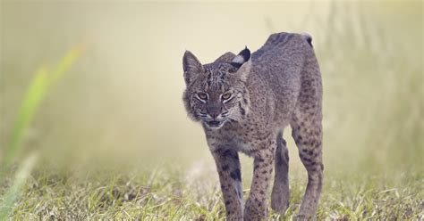 Bobcats may soon be open to hunt and trap in Indiana under new proposal
