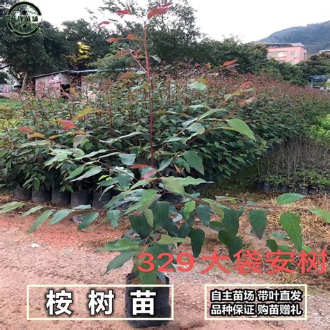 东门林场桉树苗43品种,南宁26号桉树苗基地,桉树苗26与28(第12页)_大山谷图库