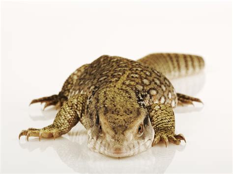 Image result for Dogs vs Monitor Lizard