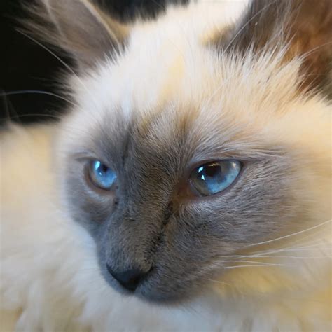 Image result for Ragdoll Engine GUI Script