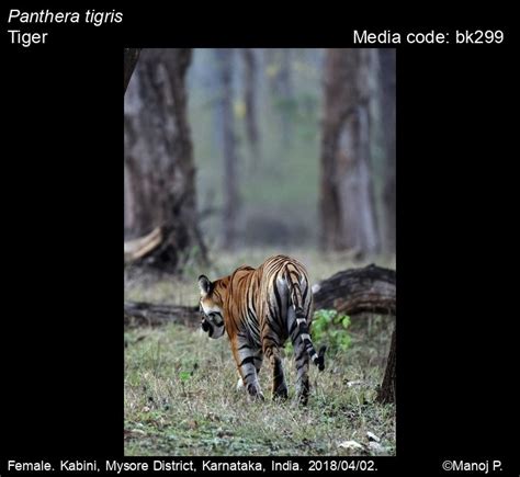 Panthera tigris Linnaeus, 1758 - Tiger | Mammals