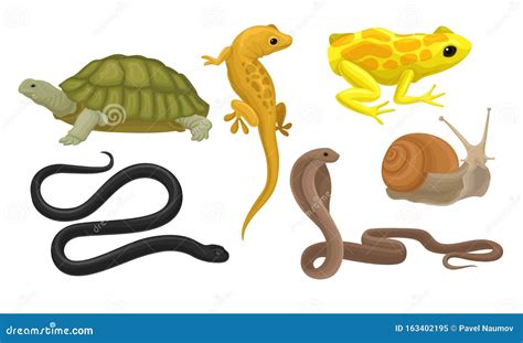 Cold-blooded Animals, Amphibians and Reptiles, Snakes, Snail Vector ...