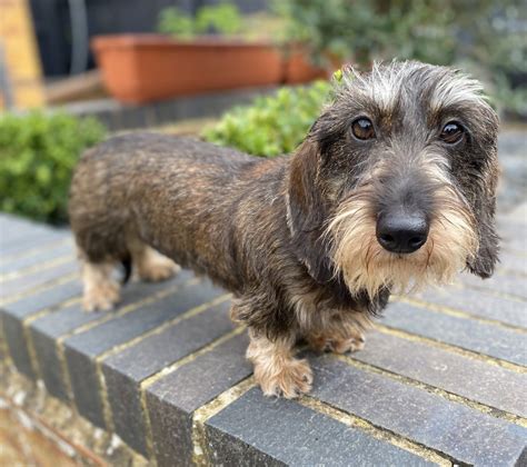 Miniature Wire Haired Dachshund Puppies