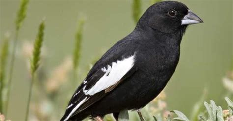 Colorado state bird spurs ornithological controversy