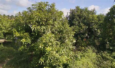 Impact of mango yield | மாம்பழ விளைச்சல் பாதிப்பு