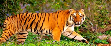 Jim Corbett National Park Weekend – Ex Delhi | Travel Explorers India ...