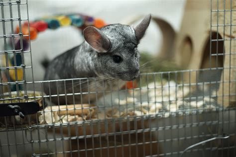 How to Care for a Pet Chinchilla