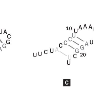 RNA Loop 的图像结果