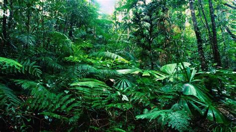 Image result for Forest O2 Vector