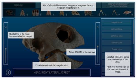 Anatomic Interactive Atlas of the Loggerhead Sea Turtle (Caretta ...