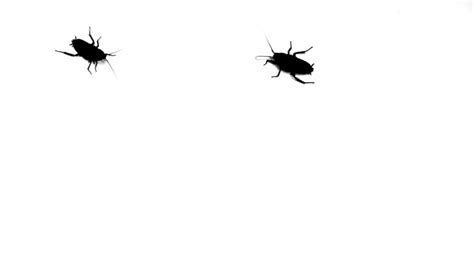 Eco-Friendly Pest Control Solutions | Yank IPM Solutions