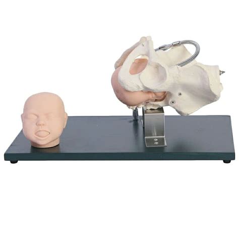 Pelvis With Fetal Heads Model Birth Demonstration Model Life Size ...