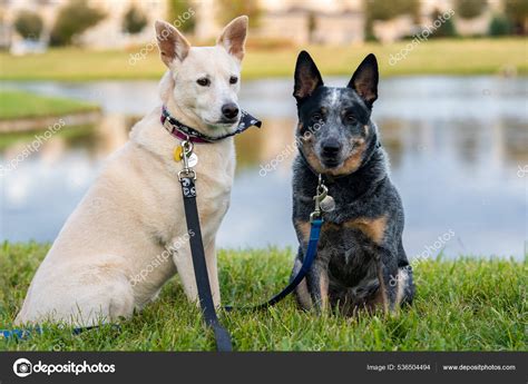 Black And White Cattle Dog