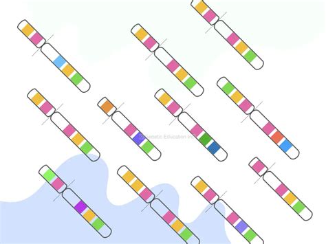 Image result for Copy Number Variation Genes
