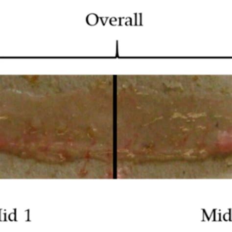 Image result for Mouse Intraperitoneal Space