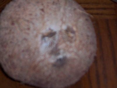 Image result for Monty Python How to Use Your Coconuts