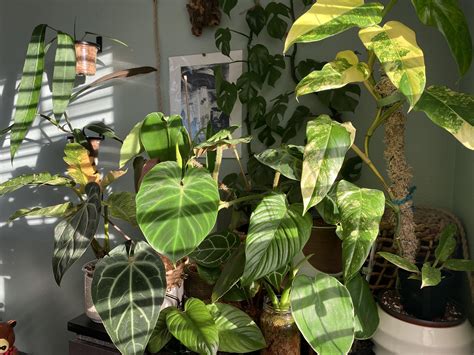 Importing Plants : r/RareHouseplants