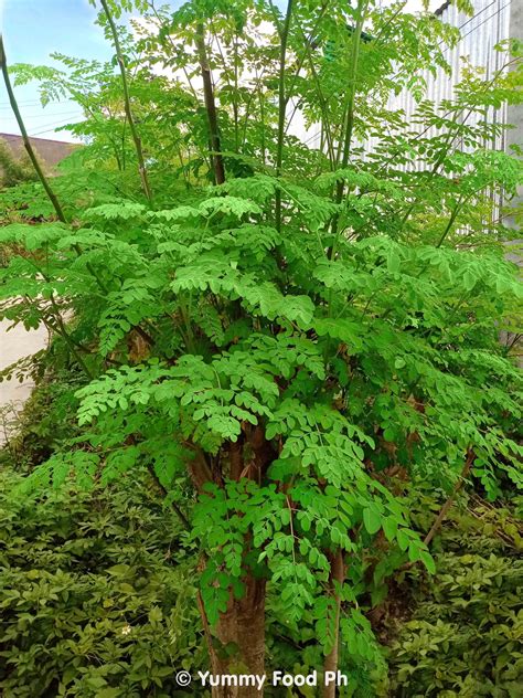 Malunggay In English