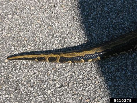 Pythonidae 的图像结果