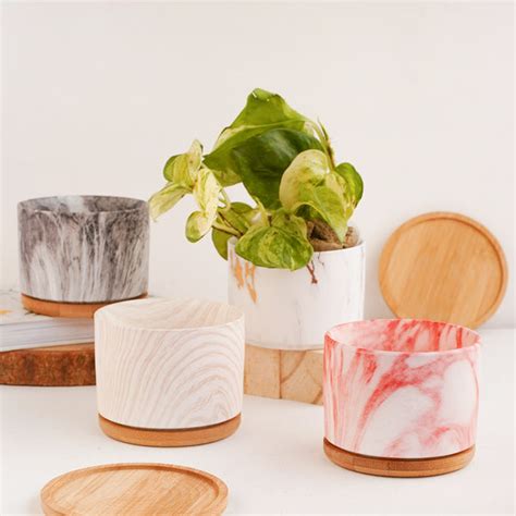 Succulent Plant Pot Online - Premium Planter | Nestasia