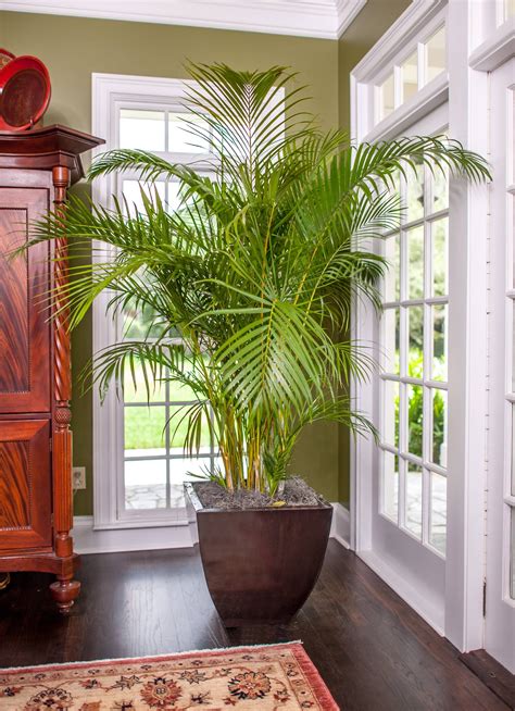 Areca Palm Full Sized Quality Plant Shipped to Your DoorPLANTZ Indoor ...
