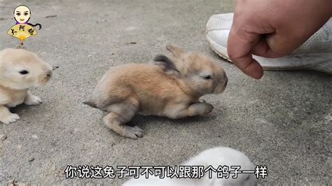 十只兔子的故事，你看懂了咩？