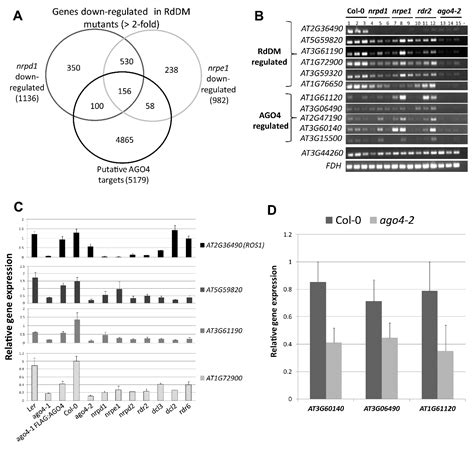 Analysis of Argonaute 4-Associated Long Non-Coding RNA in Arabidopsis ...