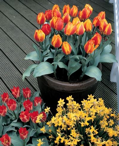 Image result for Spring Bulbs in Containers