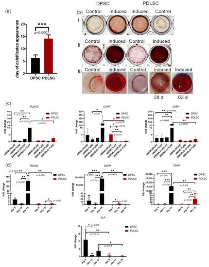 Comparative Analysis of Dental Pulp and Periodontal Stem Cells ...