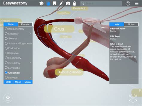 Anatomie Du Chien Mâle Bulbus Glandis The Urogenital System