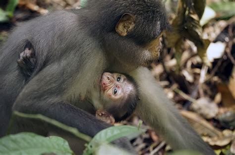 Image result for Bug Infested Baby Monkey