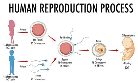 fertilization process explained 的图像结果