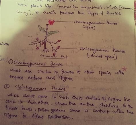 what is the difference between chasmogamous flowers and cleistogamous ...