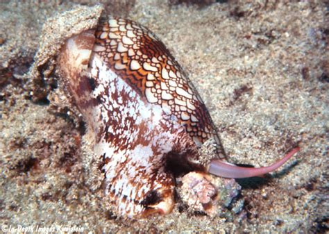 Image result for Conus Textile Shell