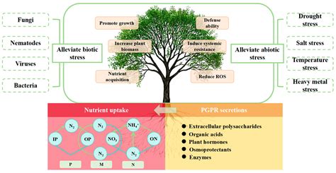 A Review of the Regulatory Role of Plant Growth–Promoting Rhizobacteria ...