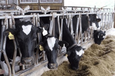 The key to a better milking environment is automation – Delmer Group