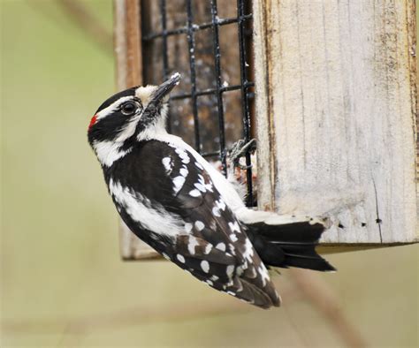 7 Types of Woodpeckers Found in Missouri! (2026) - Bird Watching HQ
