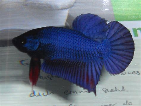 Kampffische Betta Splendens abzugeben in Wiesbaden | Tiere | Kleinanzeigen