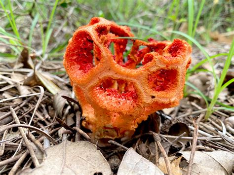 Image result for Tutorial Almoraima