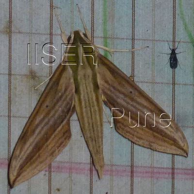 Ramana Athreya @ IISER-Pune : Sphingid Species Notes