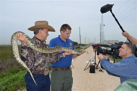 Florida Python's 的图像结果