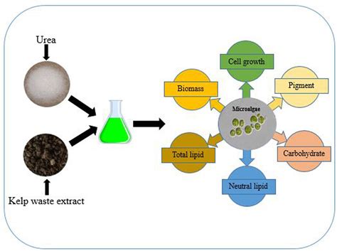 The Use of Urea and Kelp Waste Extract is A Promising Strategy for ...