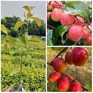 Cloud Farm Miss India Apple Ber Plant (Lal Kul) Sweet Juicy Jujube Tree ...