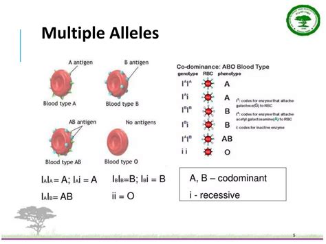 Multiple Alleles.pptx