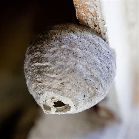 White Wasp Nest