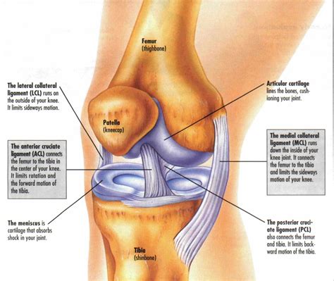 Knee Pain: ACL, MCL, PCL, Meniscus -- what the anatomy of the knee ...