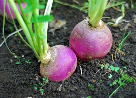 Green World TURNIP IMPORTED SEEDS Seed Price in India - Buy Green World ...