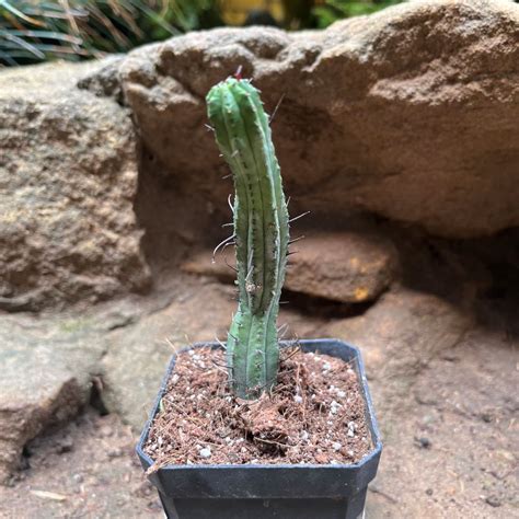 Euphorbia enopla Cactus Plant Online in India | myBageecha