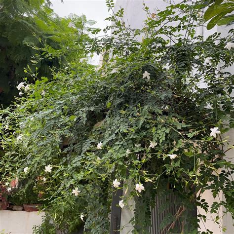 Buy Jasminum Grandiflorum Chameli Plant Online | MyBageecha