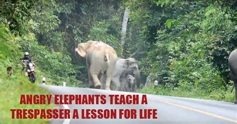 Angry Elephant Herd Charges At Motorbike Rider In Thailand